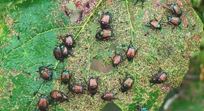 Insects crawling on a leaf