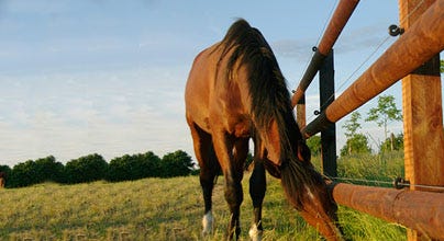 A horse grazing near a wood fence