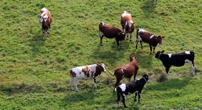 Cows roaming a pasture