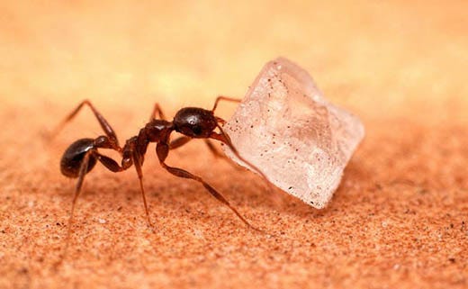 How to Get Rid of Sugar Ants