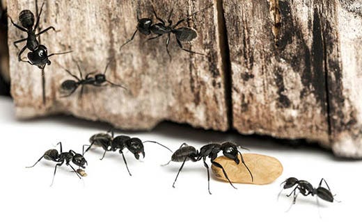 How to Find an Ant Nest