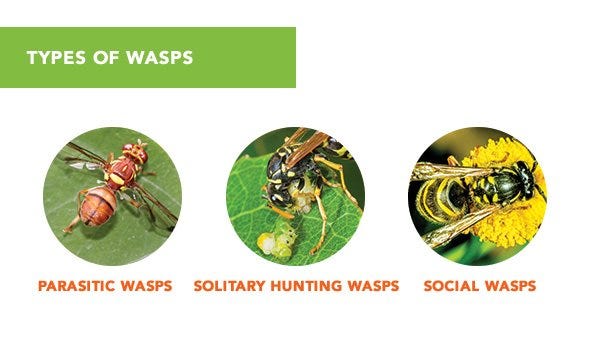 Types of Wasps