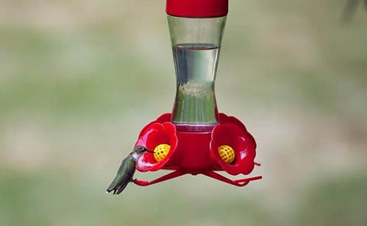 How to Clean a Hummingbird Feeder