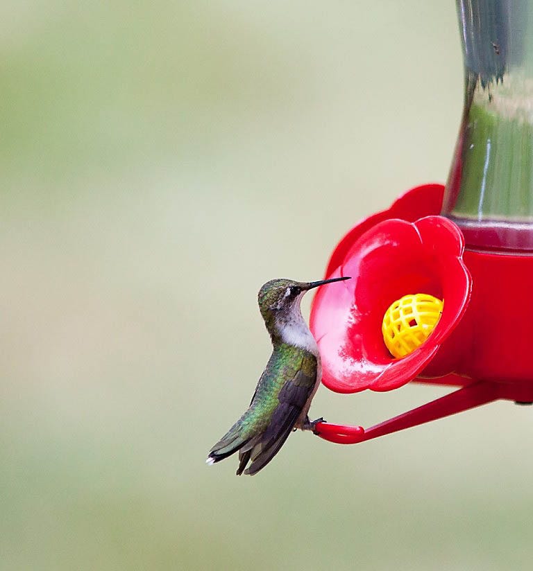 Hummingbirds don’t naturally prefer red colored objects — humans have trained them to associate the color with nectar.