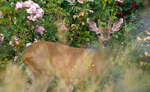 Deer-Proofing a Lawn