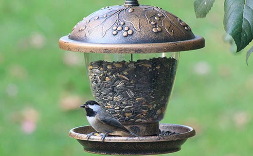 Top 5 Things to Consider When Buying a Bird Feeder
