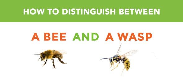 How to Distinguish Between a Bee and a Wasp