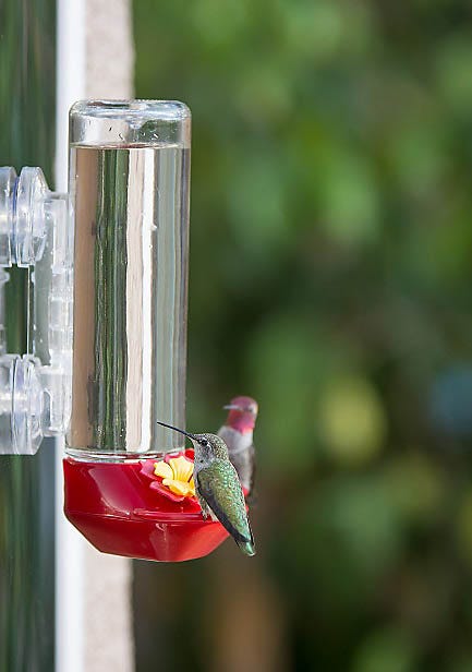 hummingbirds at feeder