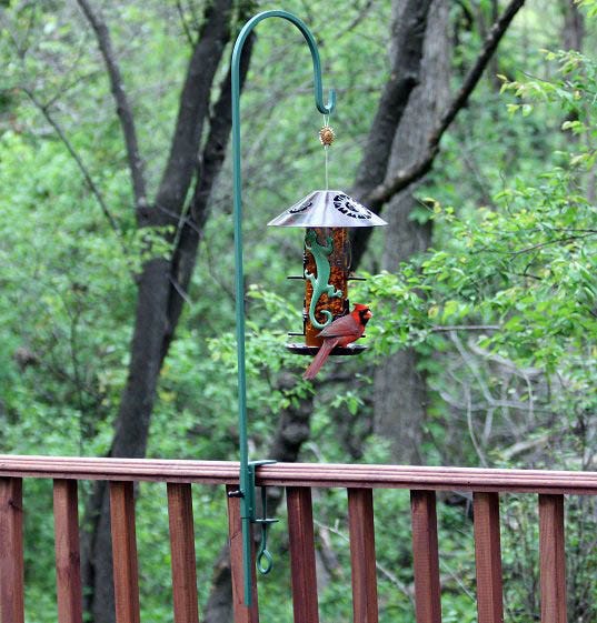 cardinal at feeder