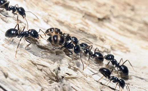 Does Liquid Ant Bait Kill Carpenter Ants?