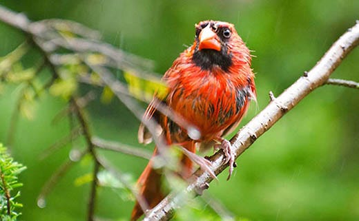 Avoid Wet Bird Seed: 3 Ways to Keep Bird Seed Dry