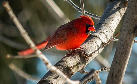 Winter Bird Feeding Tips