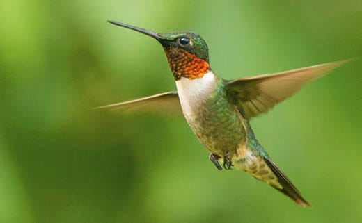 Hummingbird Migration Information