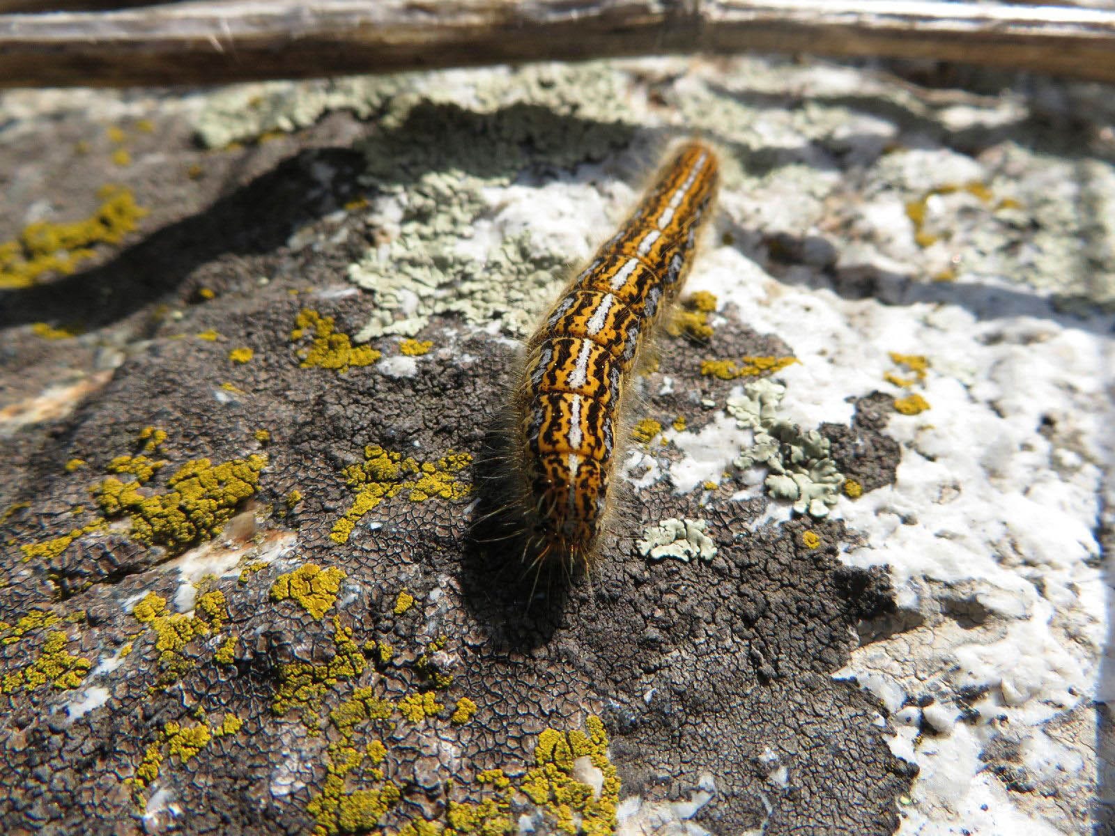 armyworm