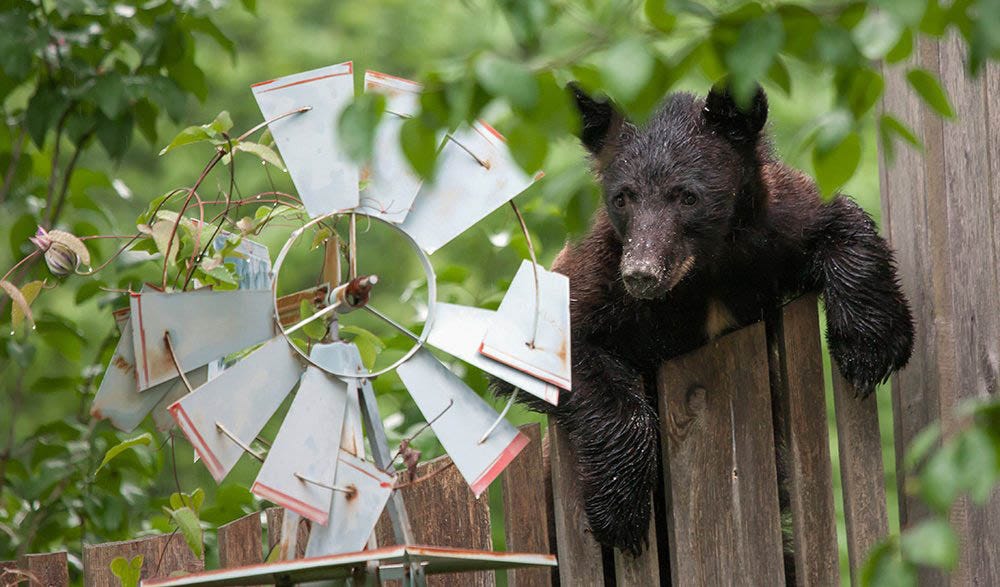 Bears