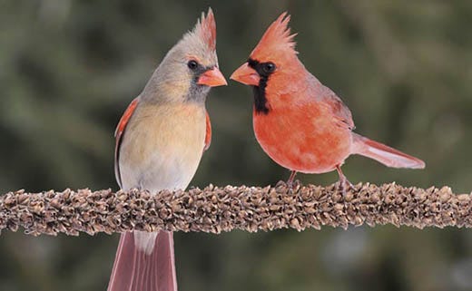 Attract More Cardinals to the Yard