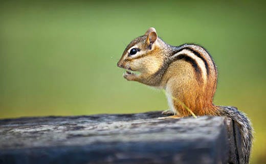 Beyond Squirrels: Chipmunks & 4 Other Bird Feeder Bandits