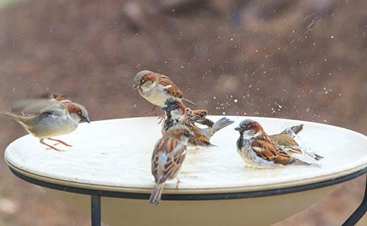 Bird Waterers