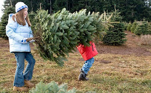 Common Christmas Tree Bugs and How to Get Rid of Them