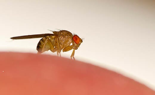 How to Control Fruit Flies