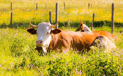 How Electric Fencing Works