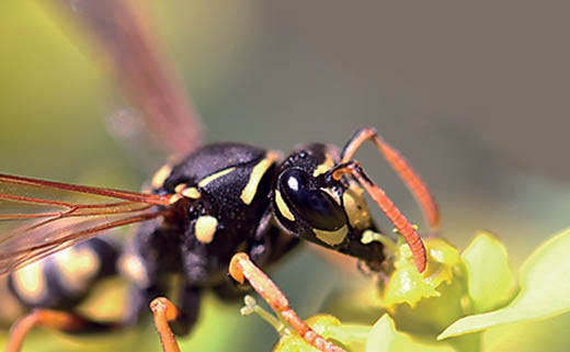 How to Kill Wasps