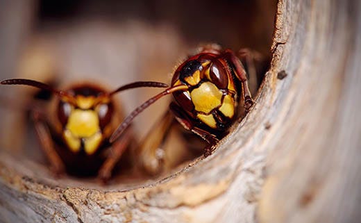 How to Get Wasps & Hornets to Buzz Off