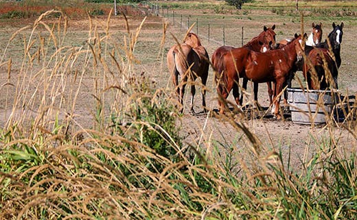 Horse Fencing Cost & Pricing Comparison