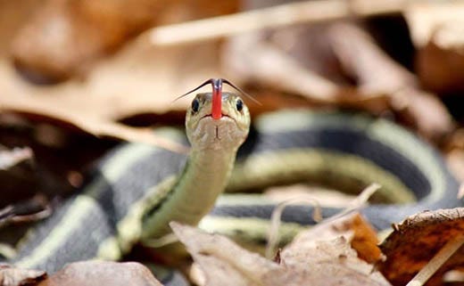 How to Get Rid of Garter Snakes