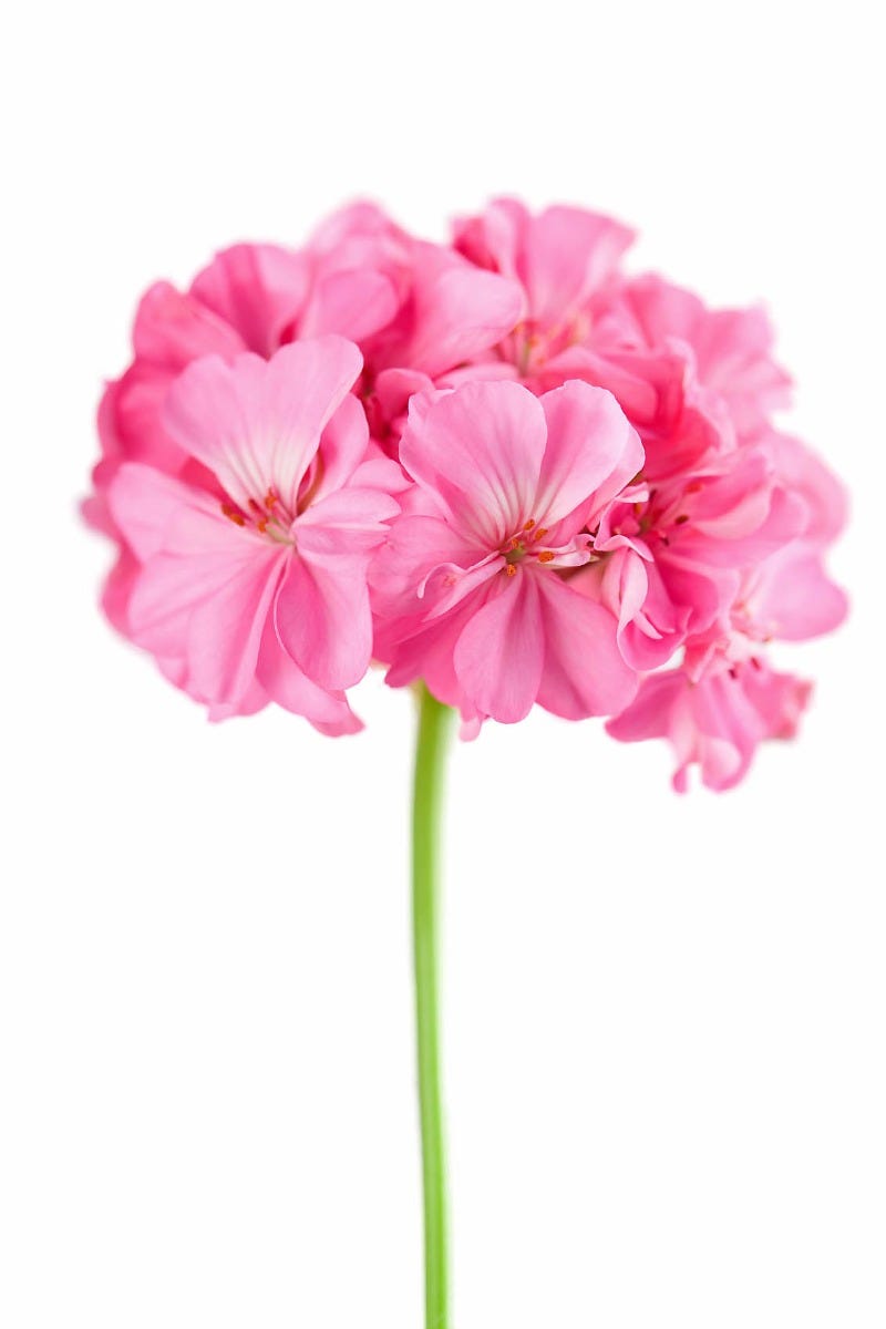 Geraniums provide plenty of feeding opportunities for hummingbirds.