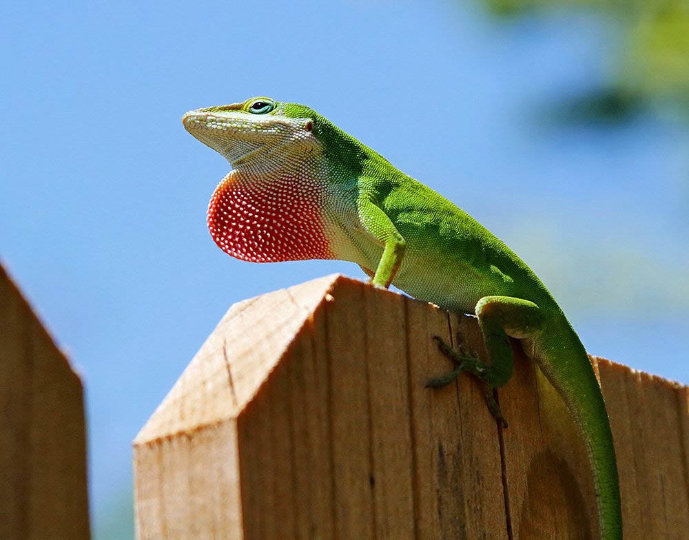 Lizards