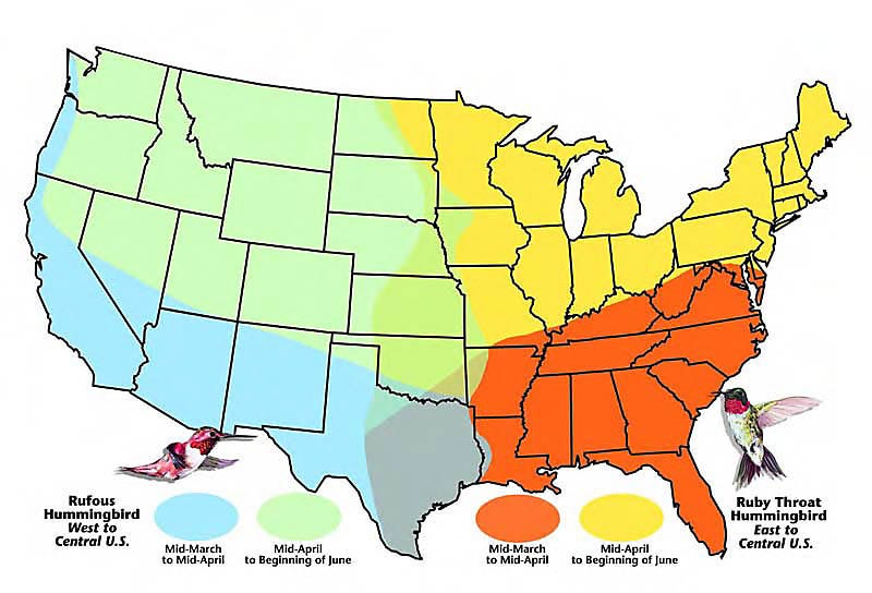 Ruby Throated Hummingbird Migration Map 2025 - Jean Robbie