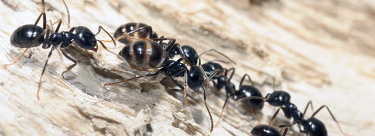 Does Liquid Ant Bait Kill Carpenter Ants