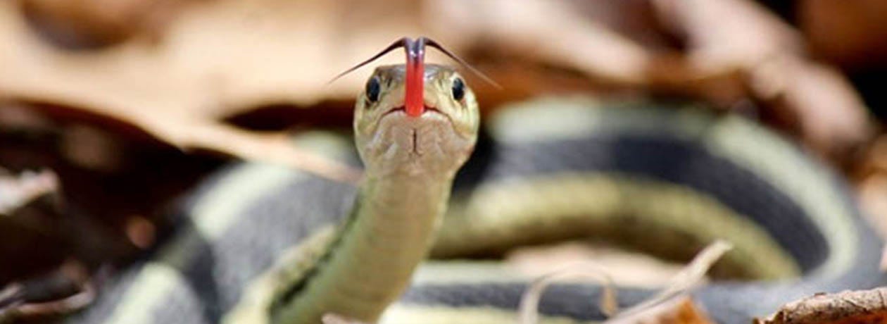 How to Get Rid of Garter Snakes