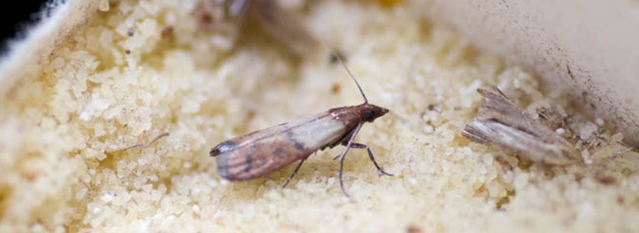 Facts About Pantry Moths