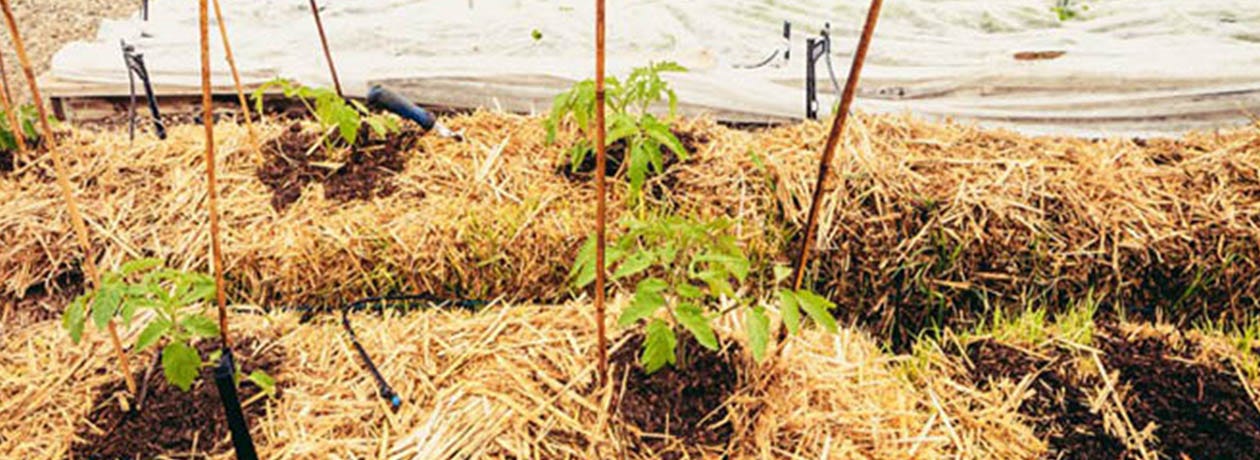 How Many Straw Bales Do I Need to Mulch My Garden? – Deep Green Permaculture