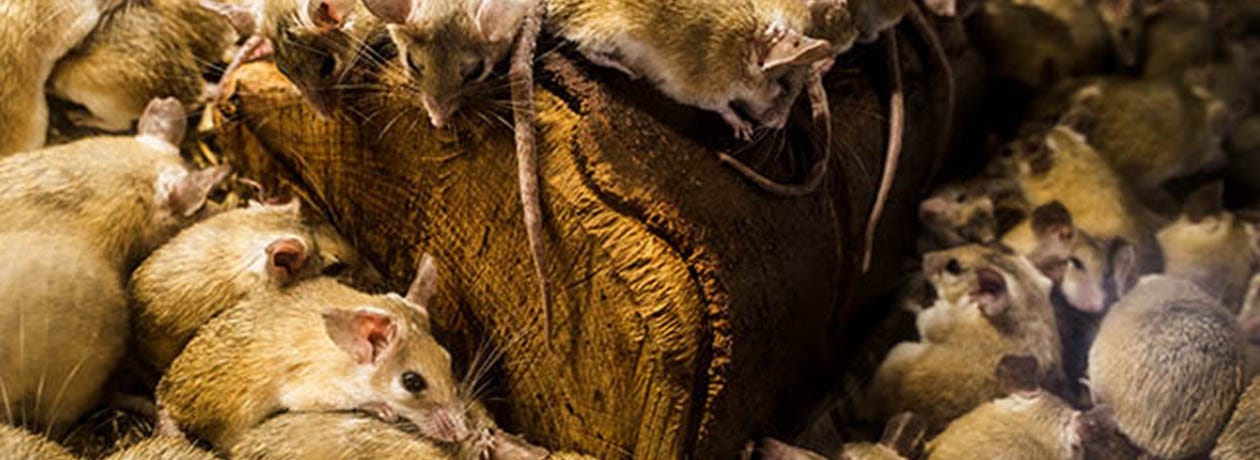 Give Rodents the Boot: How to Banish Rats and Mice from Your Barn, Stable  Talk