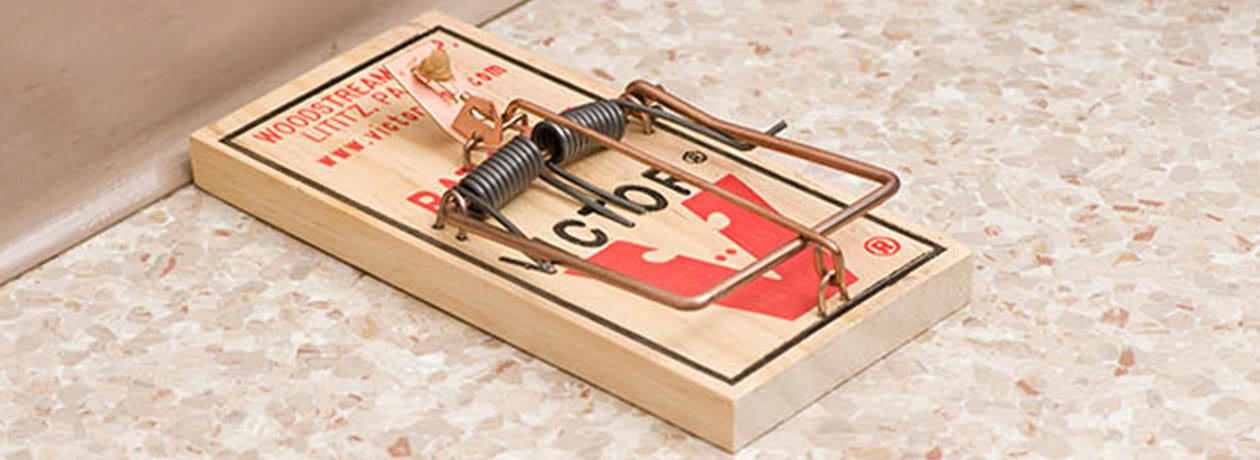 Do Mouse Traps With Fake Bait Work? - Pinnacle Pest Control