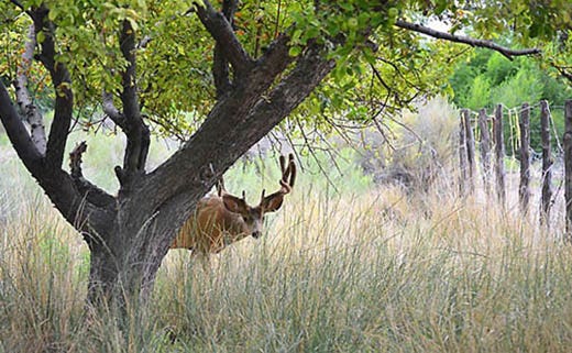 Solutions to Keep Deer off a Property