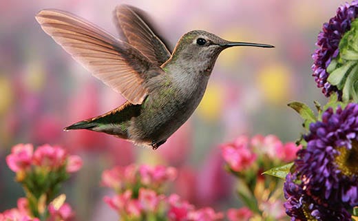 25 Flowers That Attract Hummingbirds