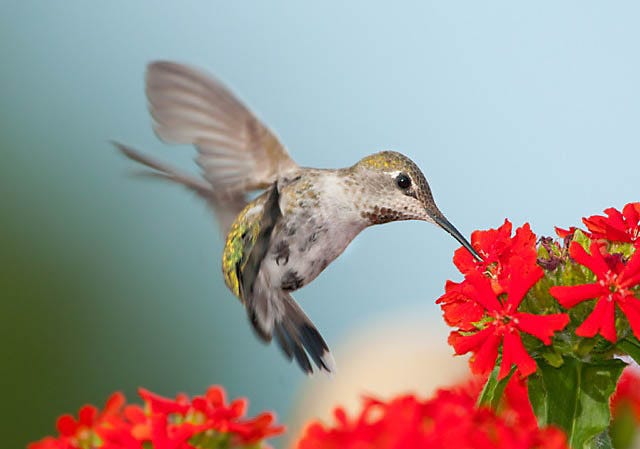 Hummingbirds naturally seek out trumpet-shaped flowers, like these Hollyhocks, for their nectar.