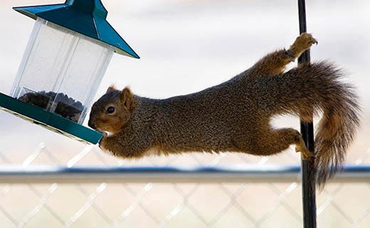 How to Keep Squirrels Out of Bird Feeders