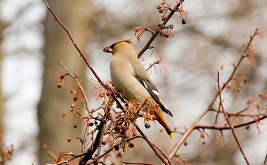 Busted! 5 Bird-Feeding Myths Put to Rest