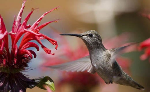 Are Hummingbirds Really Attracted to Red?