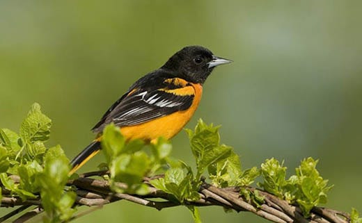 How to Attract Orioles This Spring