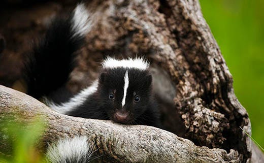 How to Get Rid of Skunks