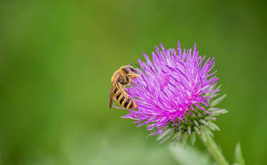 How to Grow a Bee-Friendly Garden