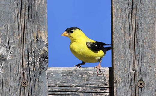 Resident Birds: Birds That Don't Migrate