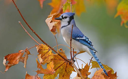 Optimize the Yard for Fall Bird Feeding