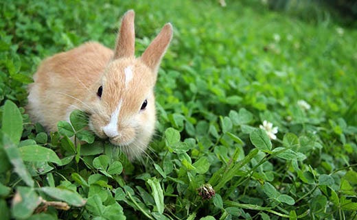 How to Keep Rabbits Out of a Lawn & Garden?